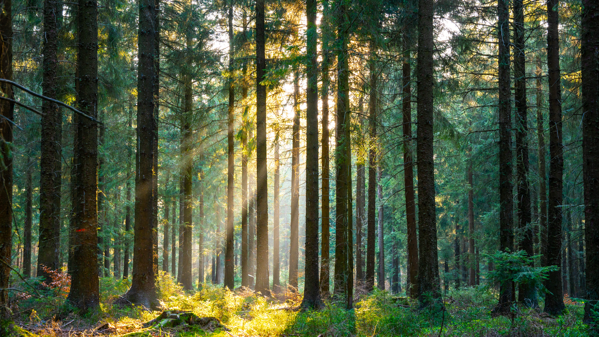 Image of sunlight shining through a forest